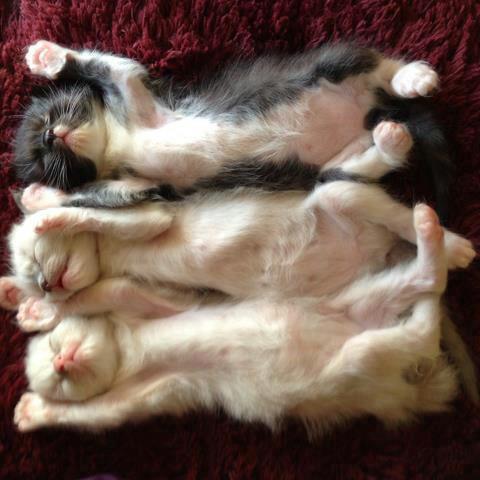 Three Cute Funny Kittens Sleeping