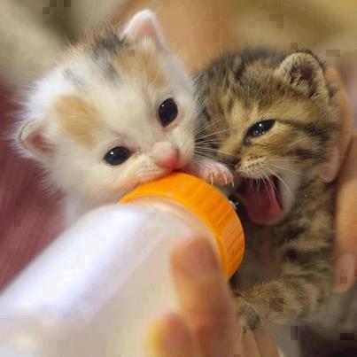 cute adorable newborn kittens