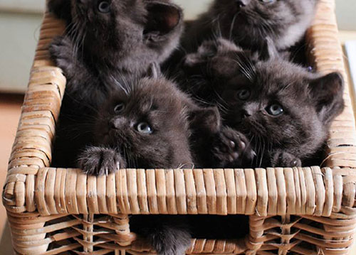 Four Cute Black Little Kittens