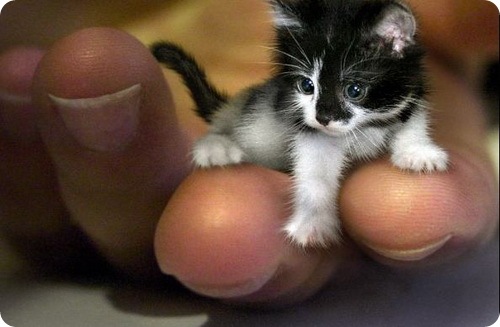 Tiny Cute And Adorable Kitten