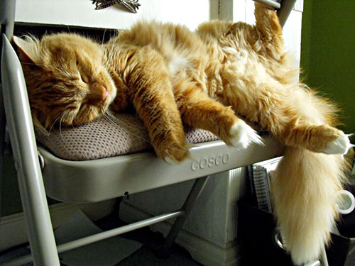 Gorgeous Sleeping Ginger Cat