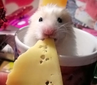 Tiny Cute Little Hungry Hamster