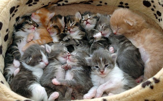 Cute Adorable Tiny Newborn Kittens